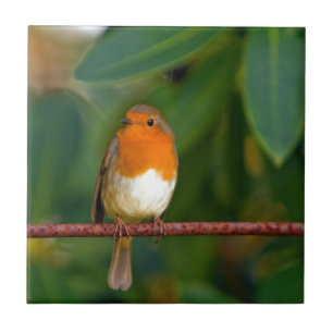 Carreau ROBIN Rouge
