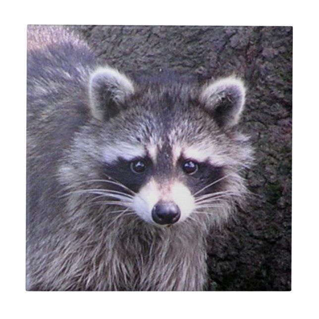 Carreau Rocky le Raccoon (Devant)