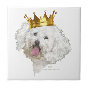 Carreau Roi Bichon Frise