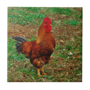 Carreau Rooster