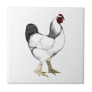 Carreau Rooster Brahma clair - Élégant poulet Vintage