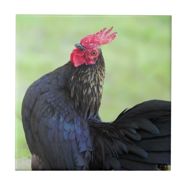 Carreau Rooster noir (Devant)