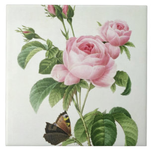 Carreau Rosa Centifolia