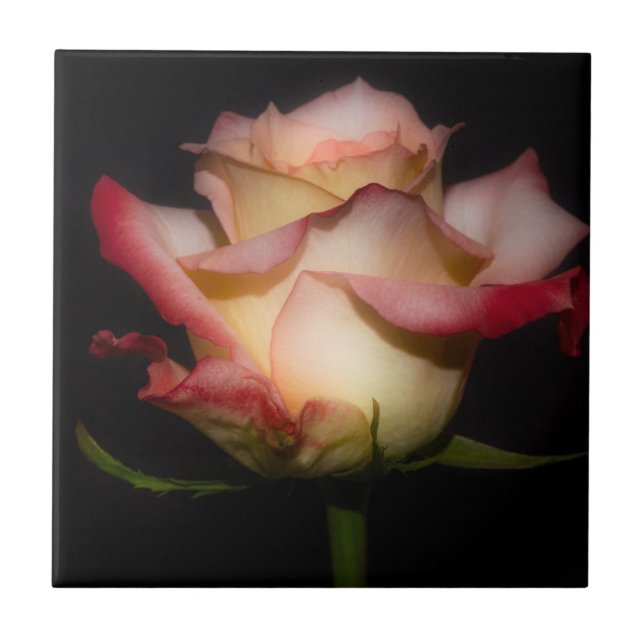 Carreau Rose (Devant)