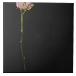 Carreau Rose 3 de rose