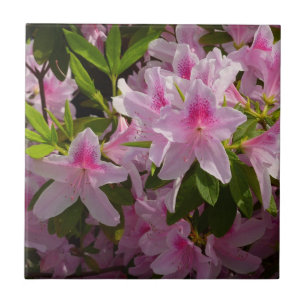 Carreau Rose Azalea Bush printemps floral