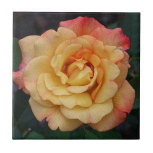 Carreau Rose Beautiful Pink and Yellow Floral