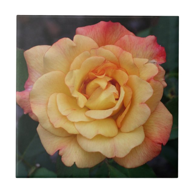 Carreau Rose Beautiful Pink and Yellow Floral (Devant)