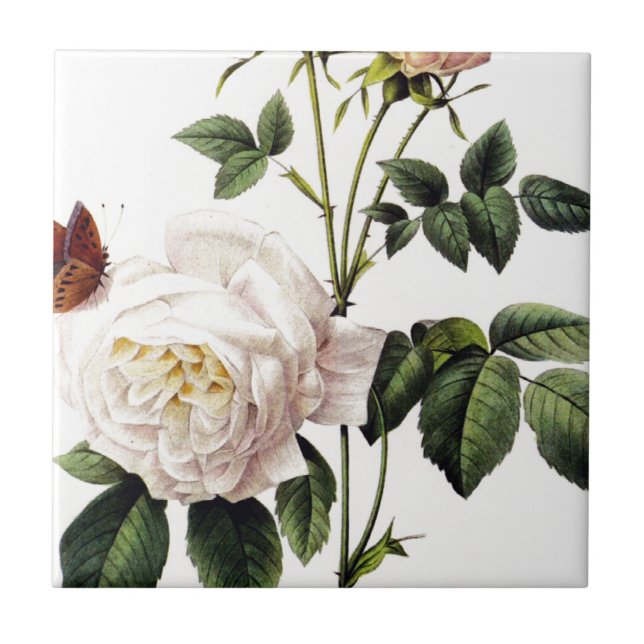 Carreau Rose Bengale - Pierre Joseph Redouté. (Devant)