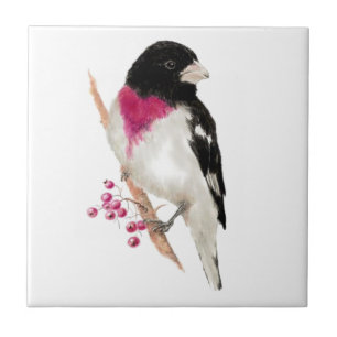 Carreau Rose d'aquarelle Grosbeak Breased Bird Faune