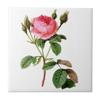 Carreau Rose de chou rose par Pierre Joseph Redoute