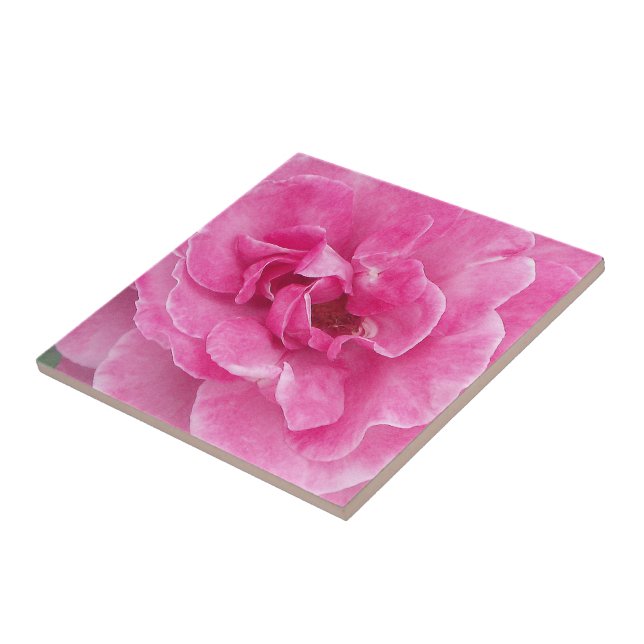 Carreau Rose de jardin rose (Côté)