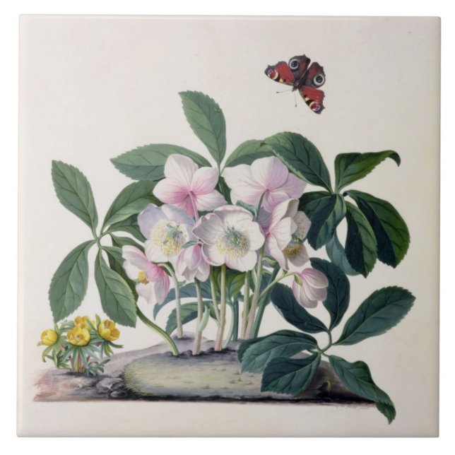 Carreau Rose de Noël (Helleborus Niger) et hiver Aconi (Devant)