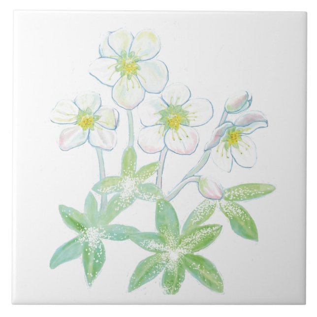 Carreau Rose de Noël, Illustration de Helleborus niger (Devant)