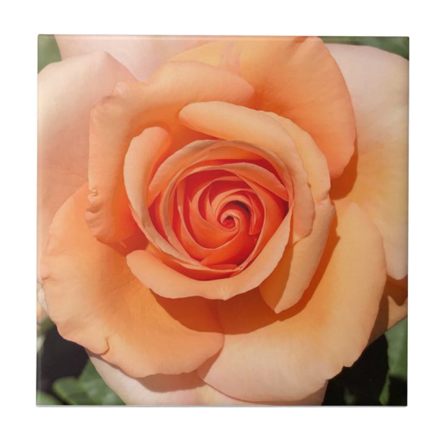 Carreau Rose de plage (Devant)