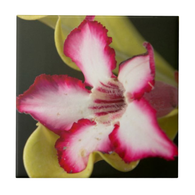 Carreau Rose du désert (Adenium Obesum), Afrique du Sud (Devant)