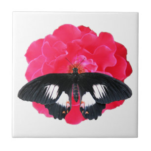 Carreau Rose et Swallowtail