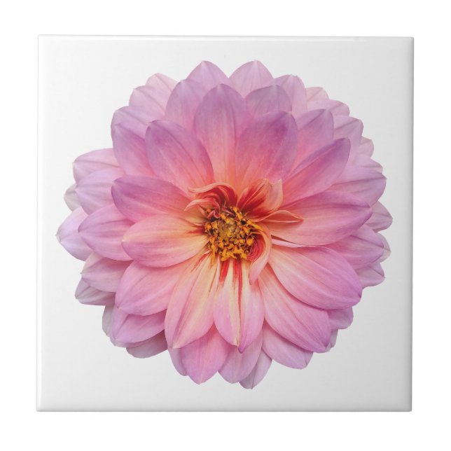 Carreau Rose et violet Zinnia Flower Blanc (Devant)