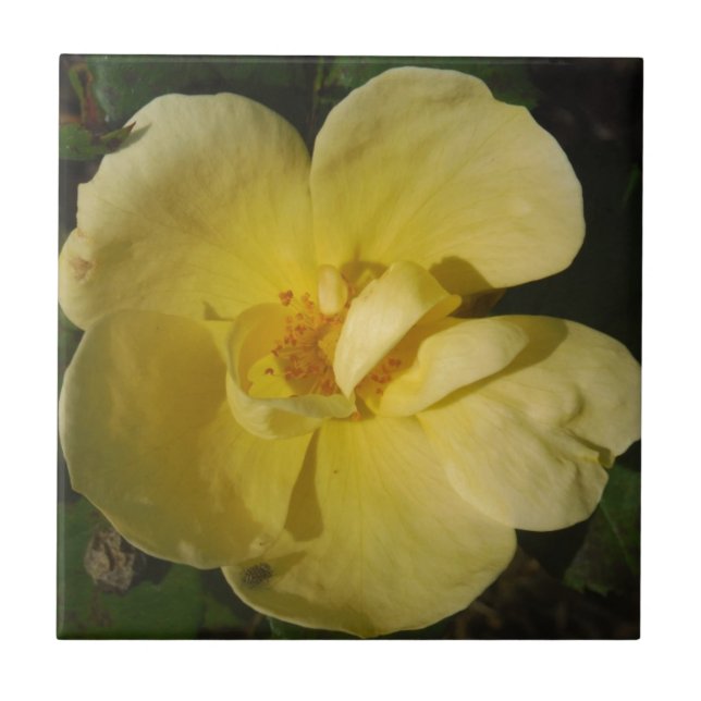 Carreau Rose jaune sauvage (Devant)