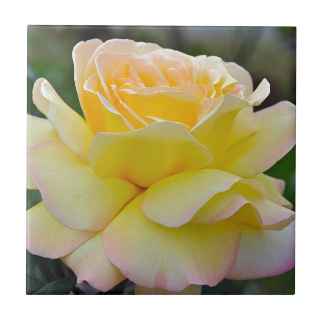 Carreau rose jaune simple (Devant)