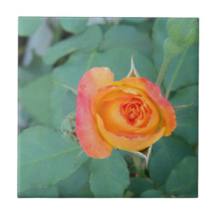 Carreau rose orange
