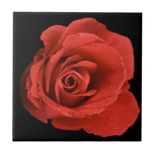 Carreau Rose Red Drama