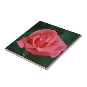 Carreau Rose rose