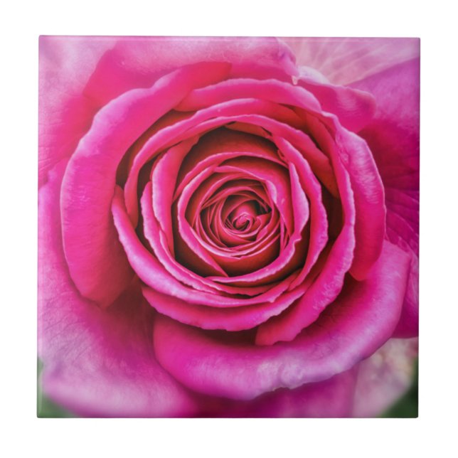 Carreau Rose rose chaud (Devant)