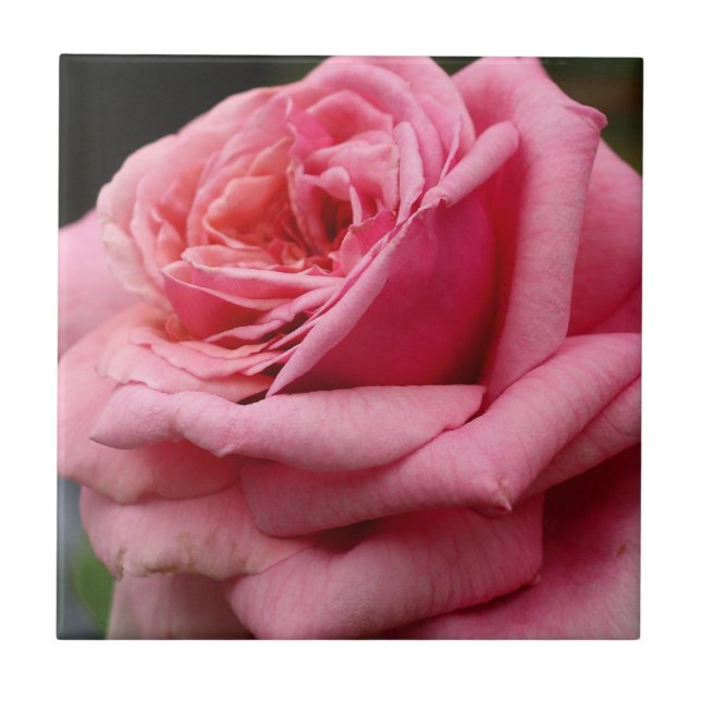 Carreau Rose rose I Jolie photo florale (Devant)