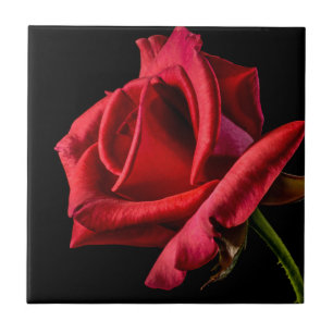 Carreau Rose rouge contre Arrière - plan noir