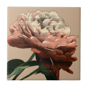 Carreau Rose rouge rubis aux accents blancs