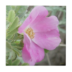 Carreau Rose sauvage F4b