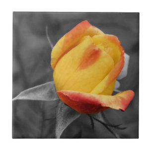 Carreau Rosebud Jaune En Noir Et Blanc