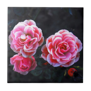 Carreau Roses de janvier