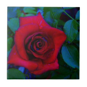 Carreau Roses rouges aux tons bleus