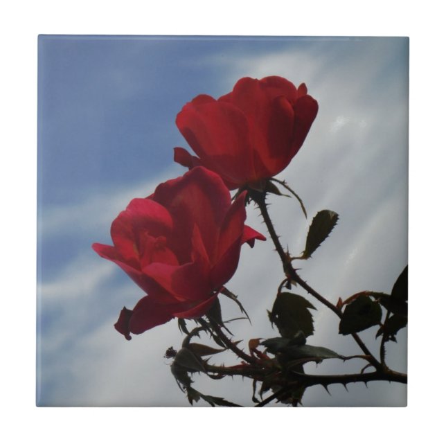 Carreau Roses rouges contre un ciel bleu vif (Devant)