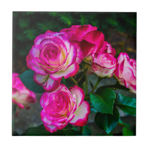 Carreau Roses rouges et blancs