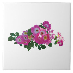 Carreau Rosier grimpant rose