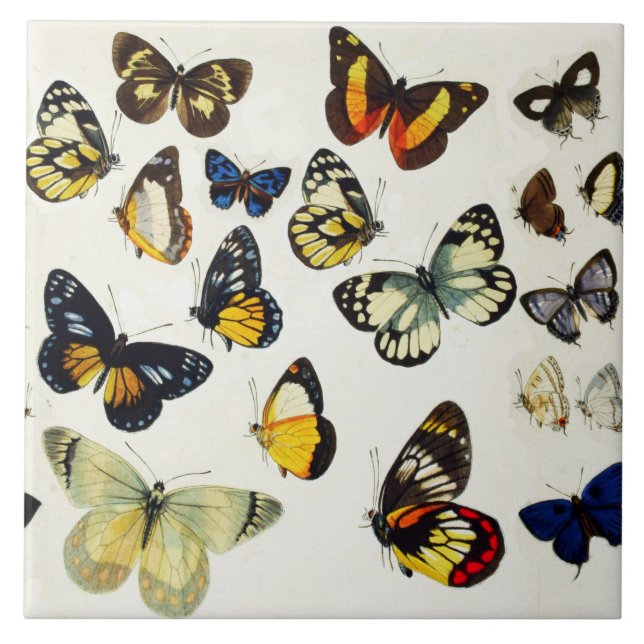 Carreau ROUGE JAUNE BLEU BLANC BUTTERFLIES Beauté Nature (Devant)