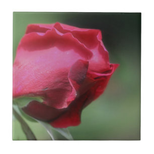 Carreau Rouge Rosebud Flower Nature