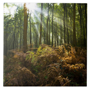 Carreau Royaume-Uni, Angleterre. Rayons de soleil filtrant