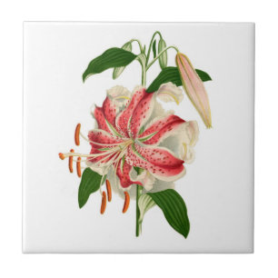 Carreau Rubrum rouge de lancifolium de lis tigré