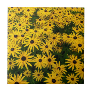 Carreau Rudbeckia Hirta (Susans aux yeux noirs)