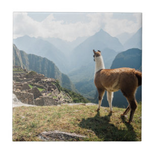Carreau Ruines de négligence de lama   Machu Picchu, Pérou