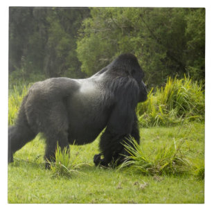 Carreau Rwanda, Parc national des volcans