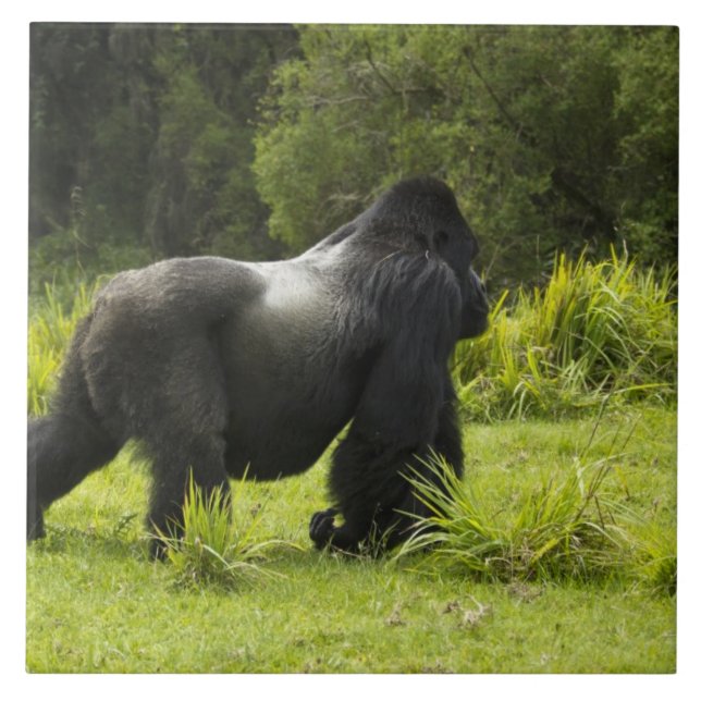 Carreau Rwanda, Parc national des volcans (Devant)