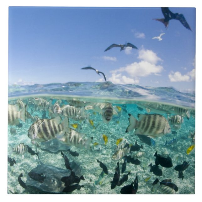 Carreau safari sur la lagune avec Stingrays (Devant)