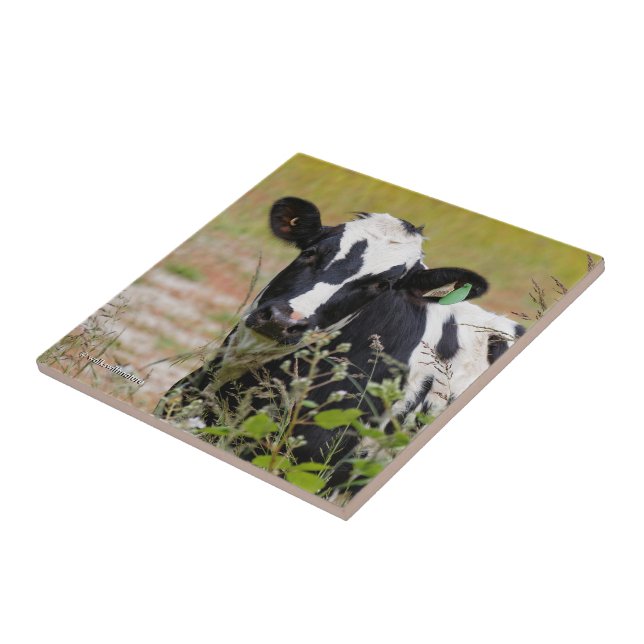 Carreau Sainte vache ! C'est un Holstein Friesian ! (Côté)