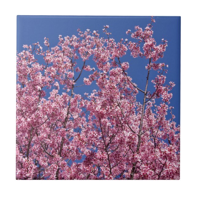 Carreau Sakura Cerisiers en Fleur Dans Le Bleu (Devant)