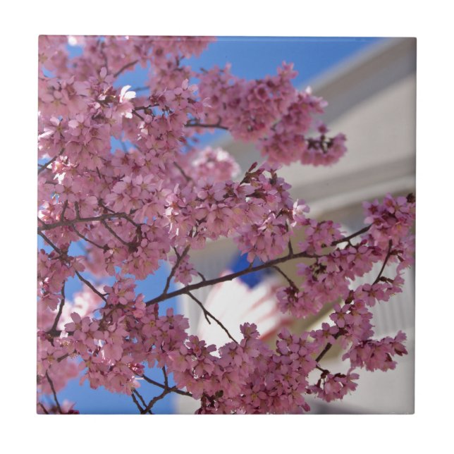 Carreau Sakura Cherry Blossoms (Devant)